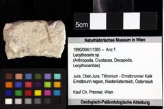 Foto (Objket + Etiketten) von Lecythocaris sp. 